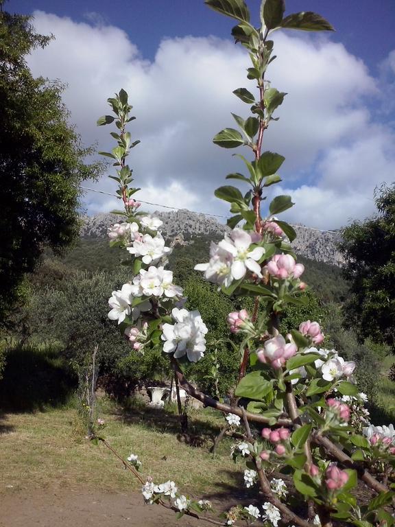 Villa Ferulas Oliena Ruang foto